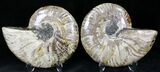 Polished Ammonite Pair - Million Years #22241-1